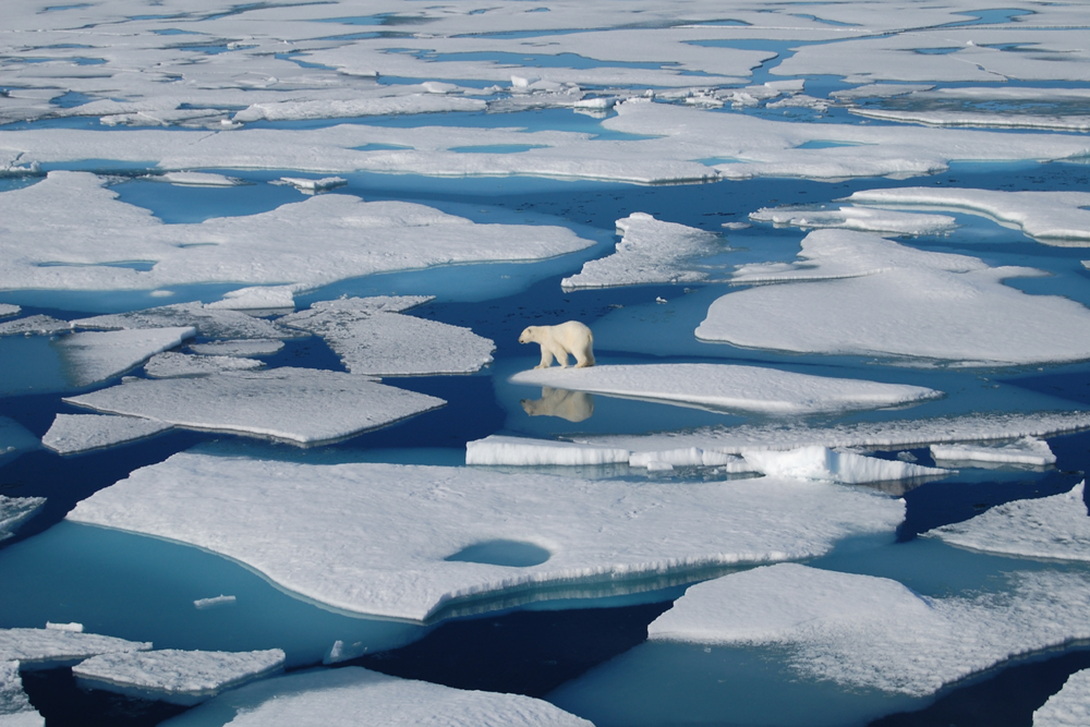 image of a polar bear stranded on floating ice